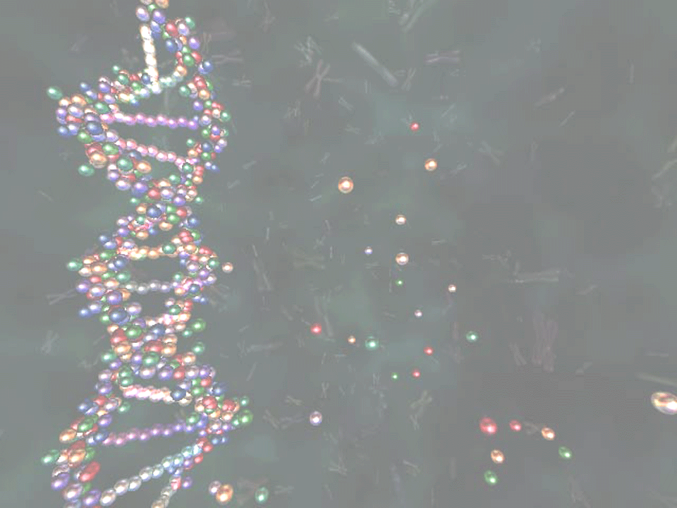 DNA Model